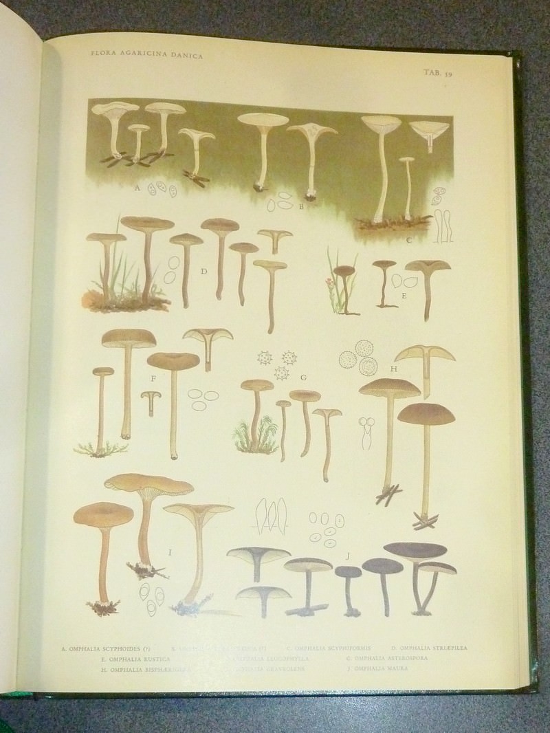 Flora agaricina danica (complet en 2 volumes)