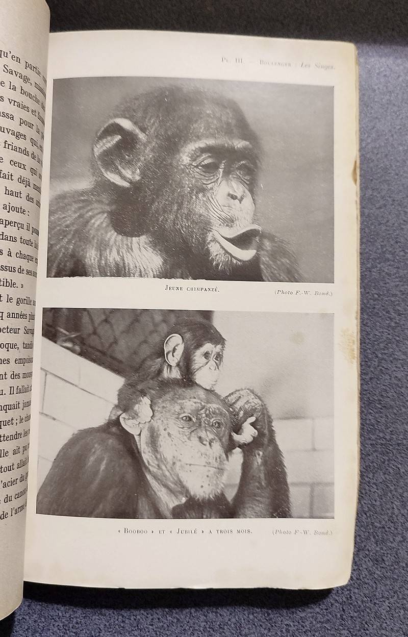 Les Singes - Le Gorille - Le chimpanzé - L'orang-outang - Le Gibbon - Le babouin - Les singes de l'ancien monde - Les singes du nouveau monde - Les singes dans le folklore, les légendes et les religions