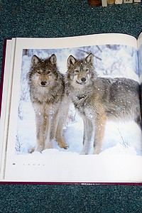 Loups