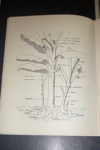 Conseils pratiques à un planteur de bananes antillais