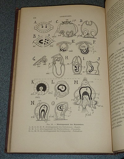 Reproduction chez les animaux. Embryogénie des métazoaires. (Histoire naturelle des êtres vivants, tome II, fascicule I)