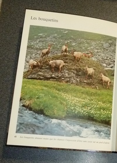 Les chamois et les bouquetins