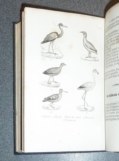 Petit Buffon illustré (Tome II). Histoire naturelle des oiseaux, extraits des grands ouvrages de Buffon, Lacepède et Cuvier