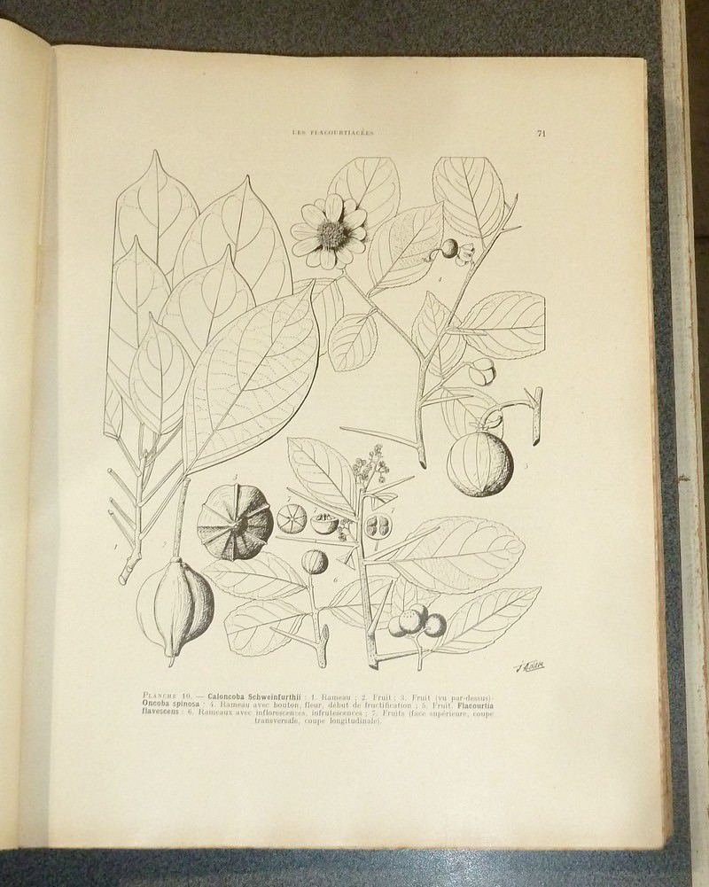 Flore forestière Soudano-guinéenne. A.O.F. - Cameroun - A.E.F.