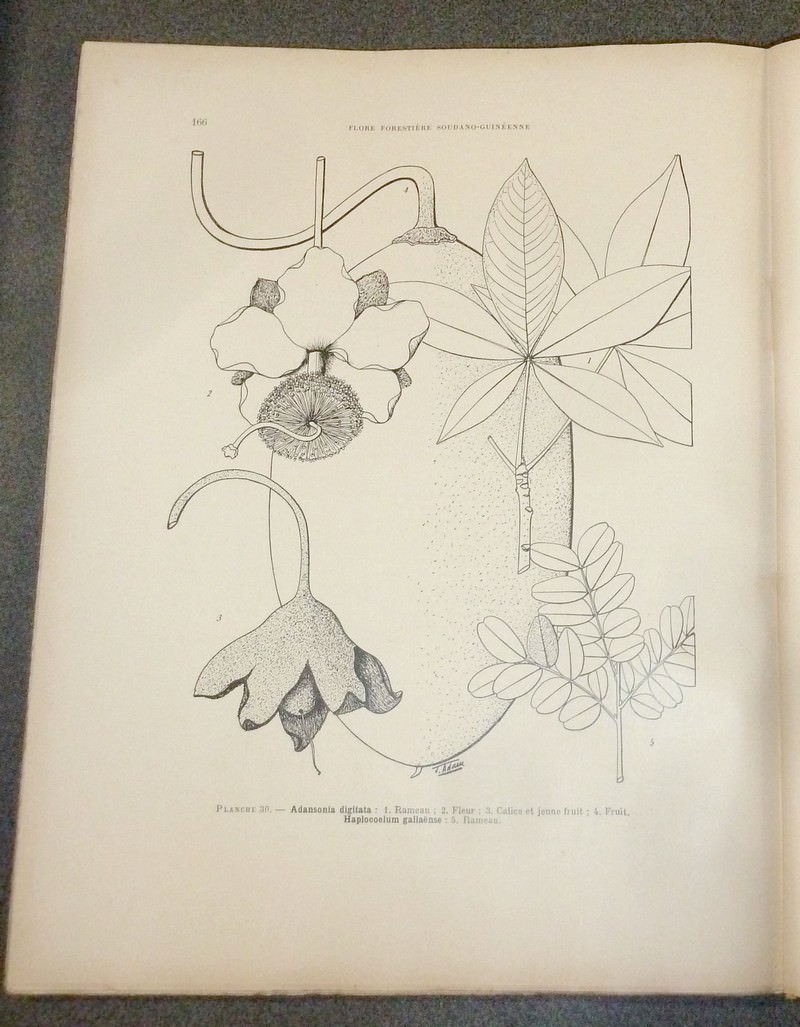 Flore forestière Soudano-guinéenne. A.O.F. - Cameroun - A.E.F.