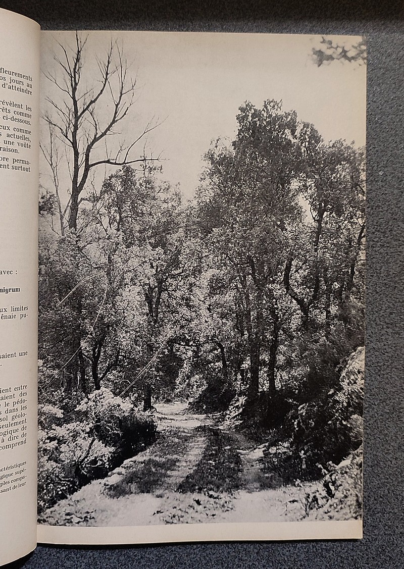 La forêt méditerranéenne en Basse-Provence