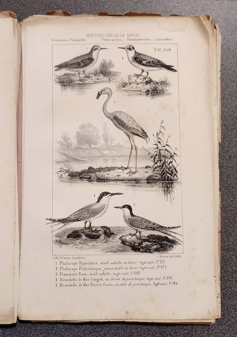 Ornithologie de la Savoie ou Histoire des Oiseaux qui vivent en Savoie à l'état sauvage soit constamment, soit passagèrement (4 volumes brochés et 109 planches).