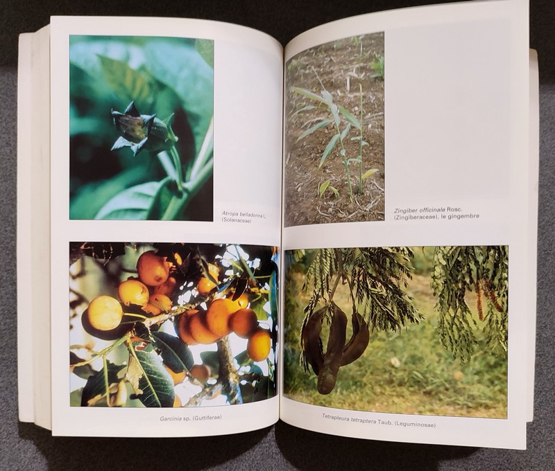 Plantes médicinales et médecine traditionnelle d'Afrique