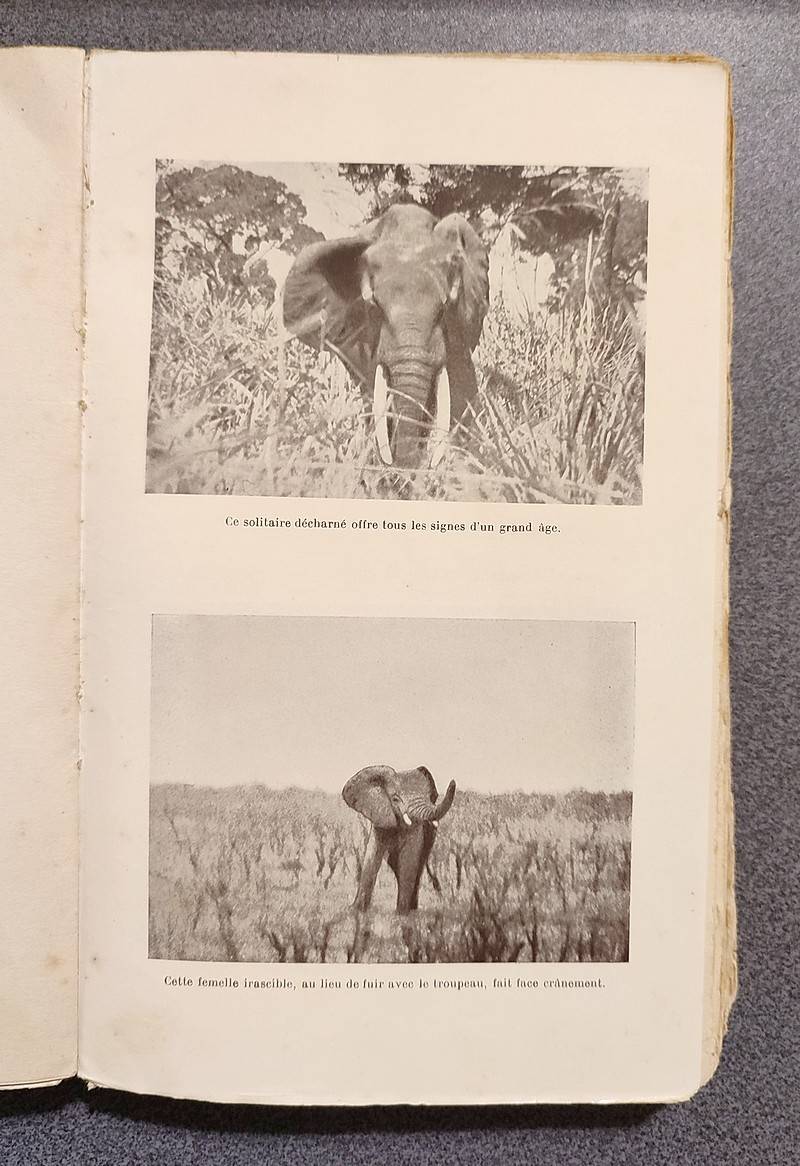 La vie des animaux sauvages de l'Afrique