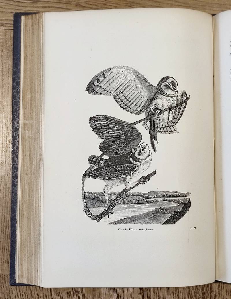 Oiseaux (6 volumes complet). Encyclopédie d'Histoire naturelle ou traité complet de Science d'après les travaux des naturalistes... Buffon, d'Aubenton, Lacépède, Cuvier, Geoffroy Saint-Hilaire