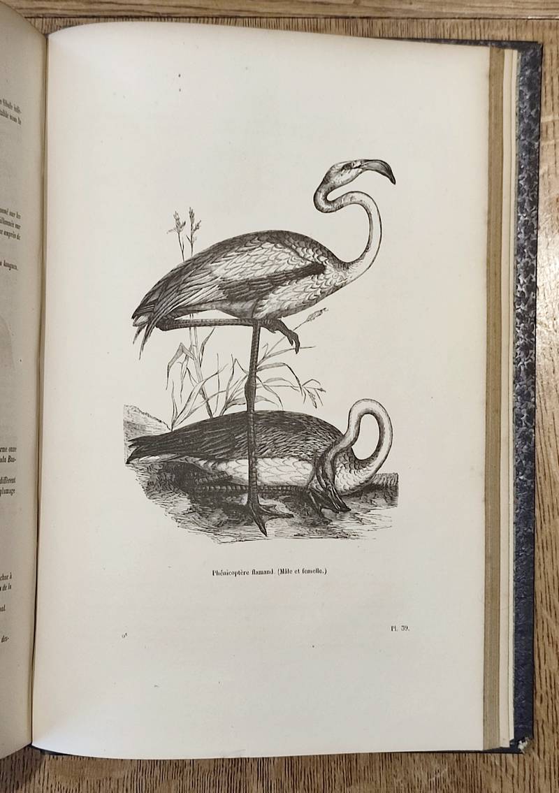 Oiseaux (6 volumes complet). Encyclopédie d'Histoire naturelle ou traité complet de Science d'après les travaux des naturalistes... Buffon, d'Aubenton, Lacépède, Cuvier, Geoffroy Saint-Hilaire