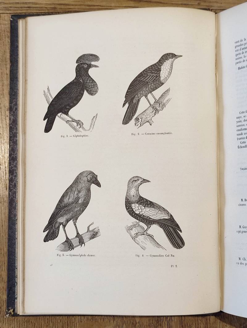 Oiseaux (6 volumes complet). Encyclopédie d'Histoire naturelle ou traité complet de Science d'après les travaux des naturalistes... Buffon, d'Aubenton, Lacépède, Cuvier, Geoffroy Saint-Hilaire