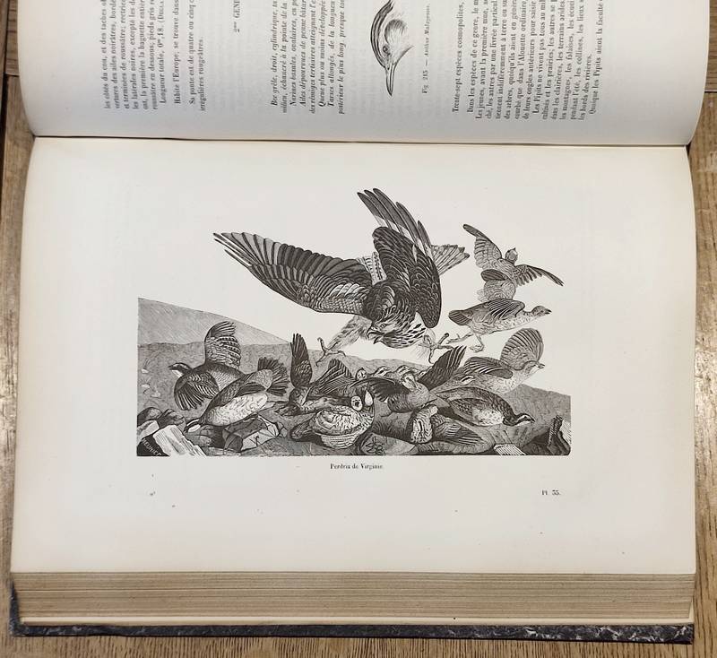 Oiseaux (6 volumes complet). Encyclopédie d'Histoire naturelle ou traité complet de Science d'après les travaux des naturalistes... Buffon, d'Aubenton, Lacépède, Cuvier, Geoffroy Saint-Hilaire