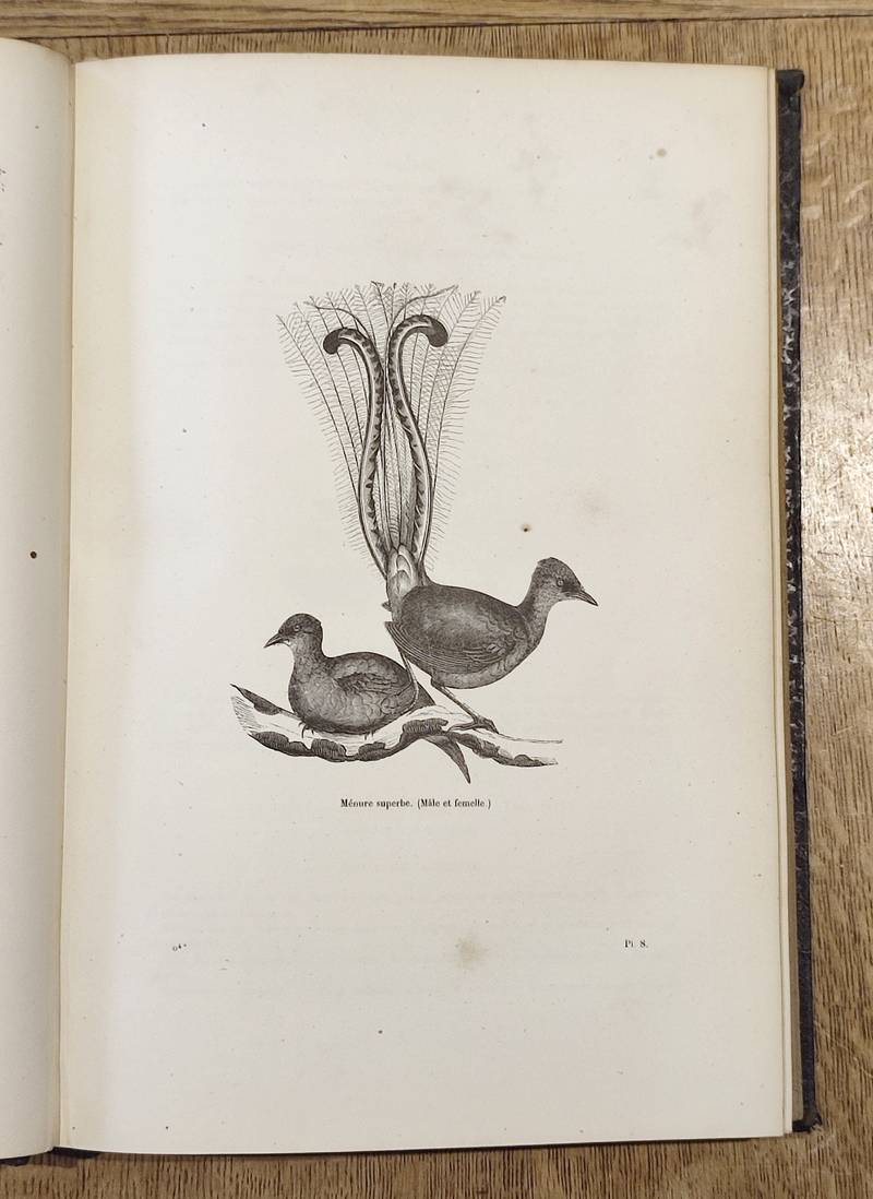 Oiseaux (6 volumes complet). Encyclopédie d'Histoire naturelle ou traité complet de Science d'après les travaux des naturalistes... Buffon, d'Aubenton, Lacépède, Cuvier, Geoffroy Saint-Hilaire