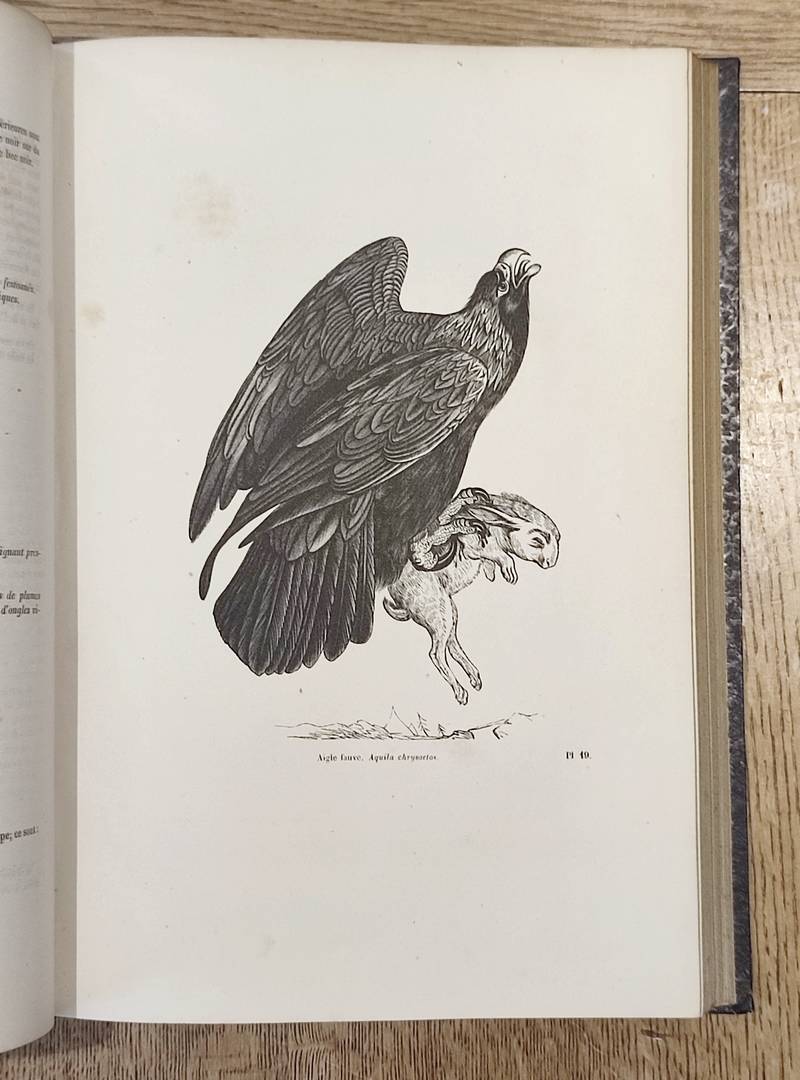 Oiseaux (6 volumes complet). Encyclopédie d'Histoire naturelle ou traité complet de Science d'après les travaux des naturalistes... Buffon,...