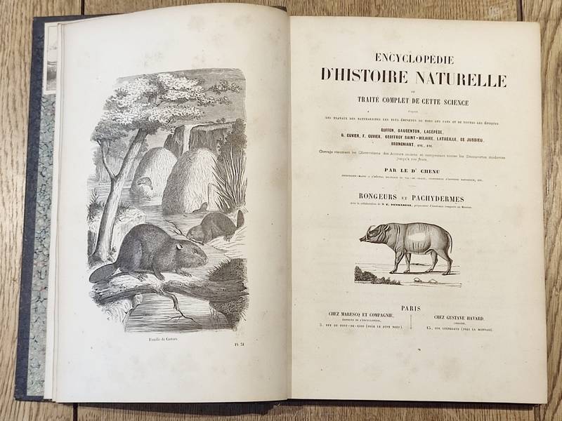 Rongeurs, Pachydermes, Ruminants, Édentés, Cétacés, Marsupiaux et Monotrèmes (2 volumes). Encyclopédie d'Histoire naturelle ou traité complet de Science d'après les travaux des naturalistes... Buffon, d'Aubenton, Lacépède, Cuvier
