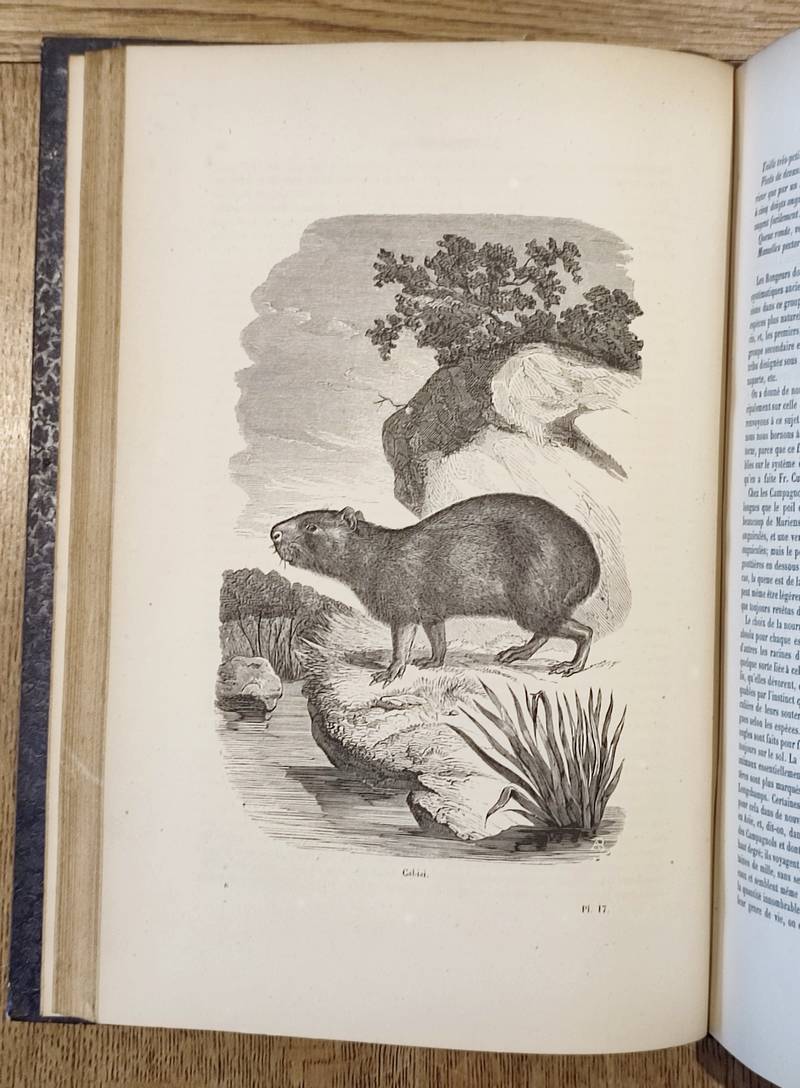 Rongeurs, Pachydermes, Ruminants, Édentés, Cétacés, Marsupiaux et Monotrèmes (2 volumes). Encyclopédie d'Histoire naturelle ou traité complet de Science d'après les travaux des naturalistes... Buffon, d'Aubenton, Lacépède, Cuvier