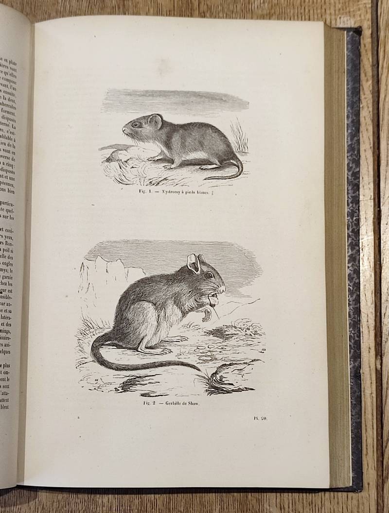 Rongeurs, Pachydermes, Ruminants, Édentés, Cétacés, Marsupiaux et Monotrèmes (2 volumes). Encyclopédie d'Histoire naturelle ou traité complet de Science d'après les travaux des naturalistes... Buffon, d'Aubenton, Lacépède, Cuvier