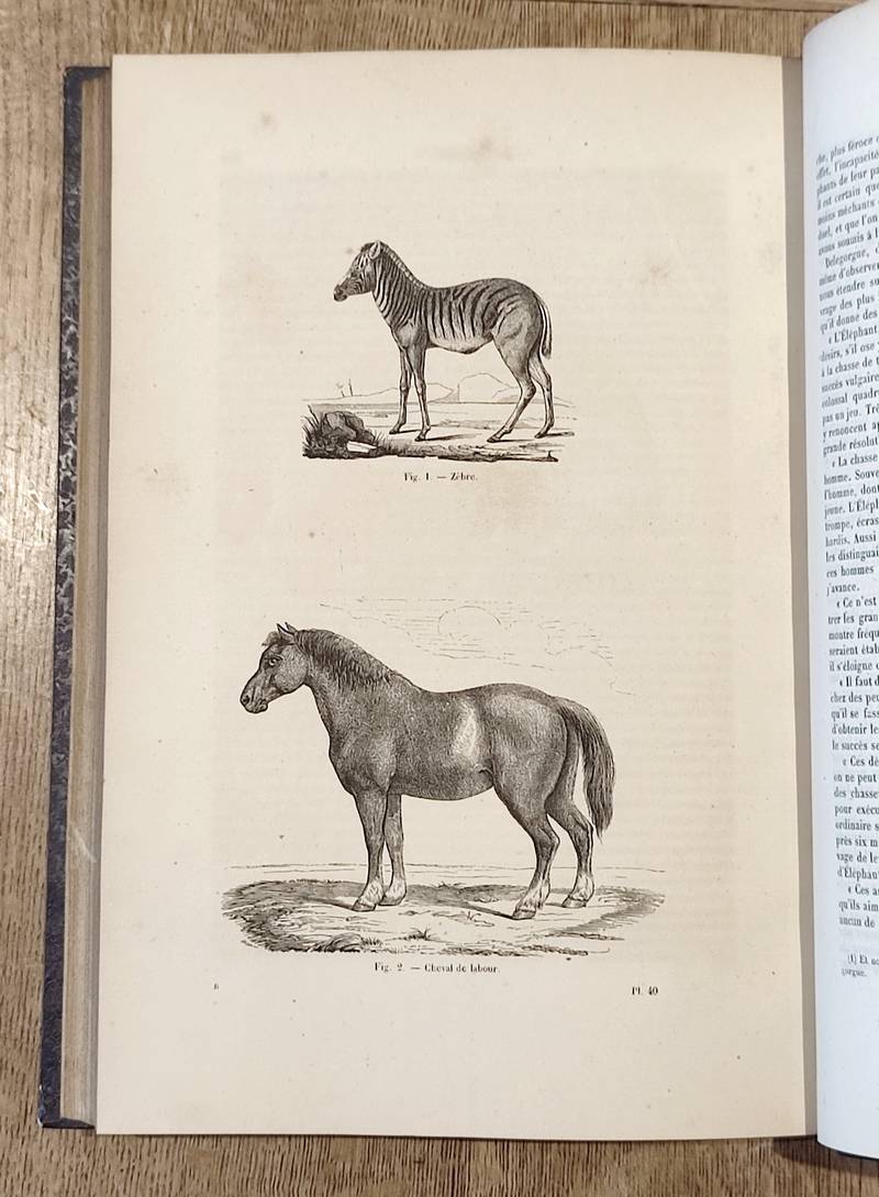 Rongeurs, Pachydermes, Ruminants, Édentés, Cétacés, Marsupiaux et Monotrèmes (2 volumes). Encyclopédie d'Histoire naturelle ou traité complet de Science d'après les travaux des naturalistes... Buffon, d'Aubenton, Lacépède, Cuvier