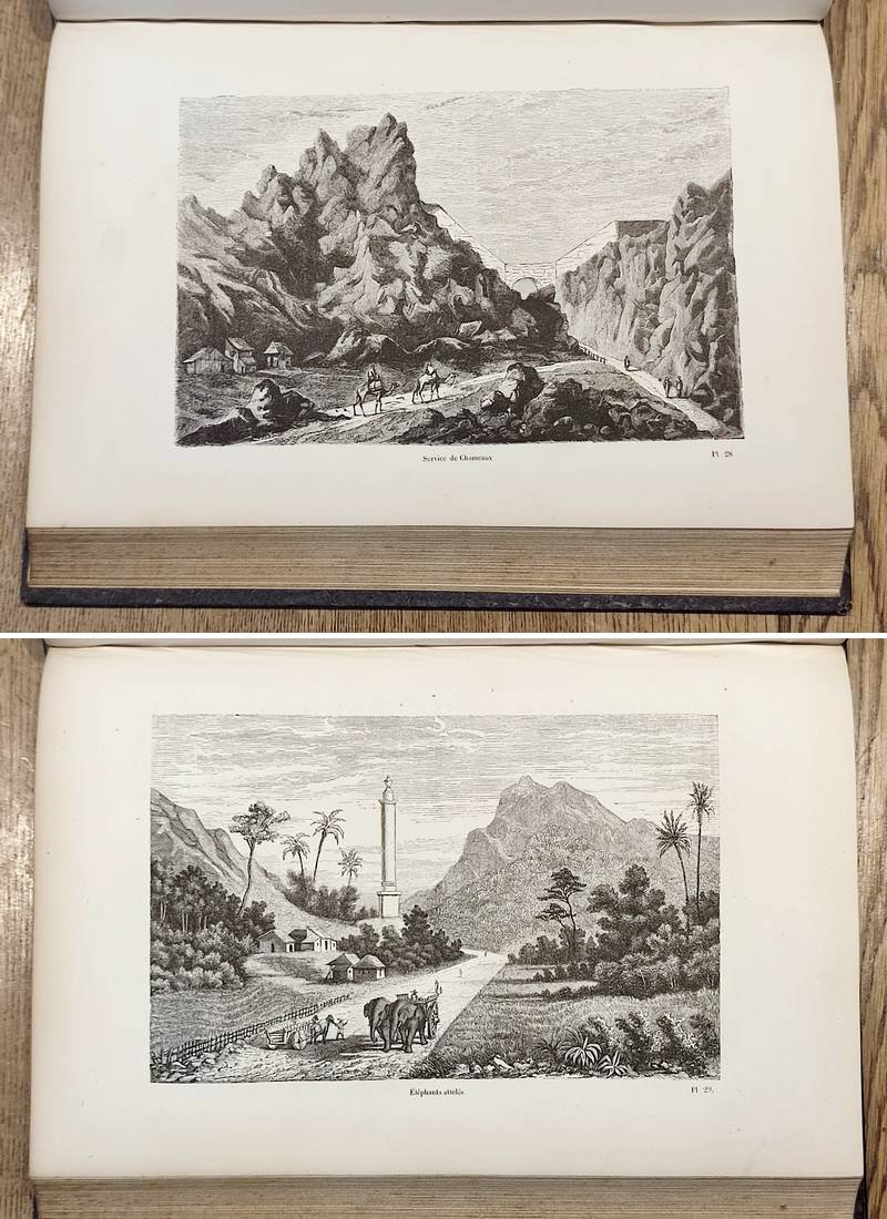 Carnassiers (2 volumes). Encyclopédie d'Histoire naturelle ou traité complet de Science d'après les travaux des naturalistes... Buffon, d'Aubenton, Lacépède, Cuvier, Geoffroy Saint-Hilaire