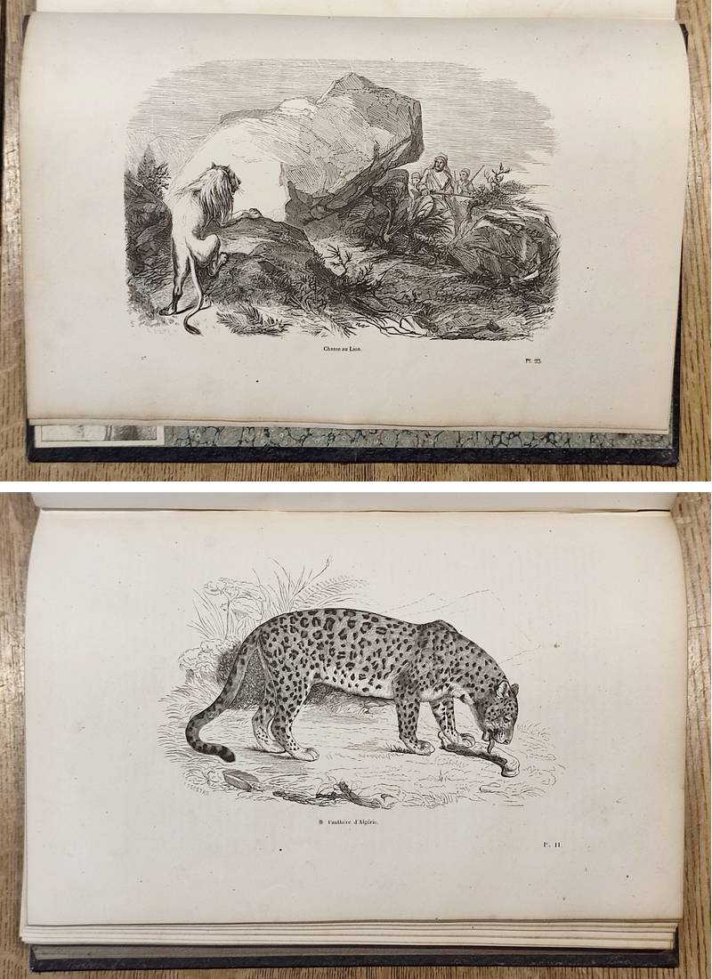 Carnassiers (2 volumes). Encyclopédie d'Histoire naturelle ou traité complet de Science d'après les travaux des naturalistes... Buffon, d'Aubenton, Lacépède, Cuvier, Geoffroy Saint-Hilaire