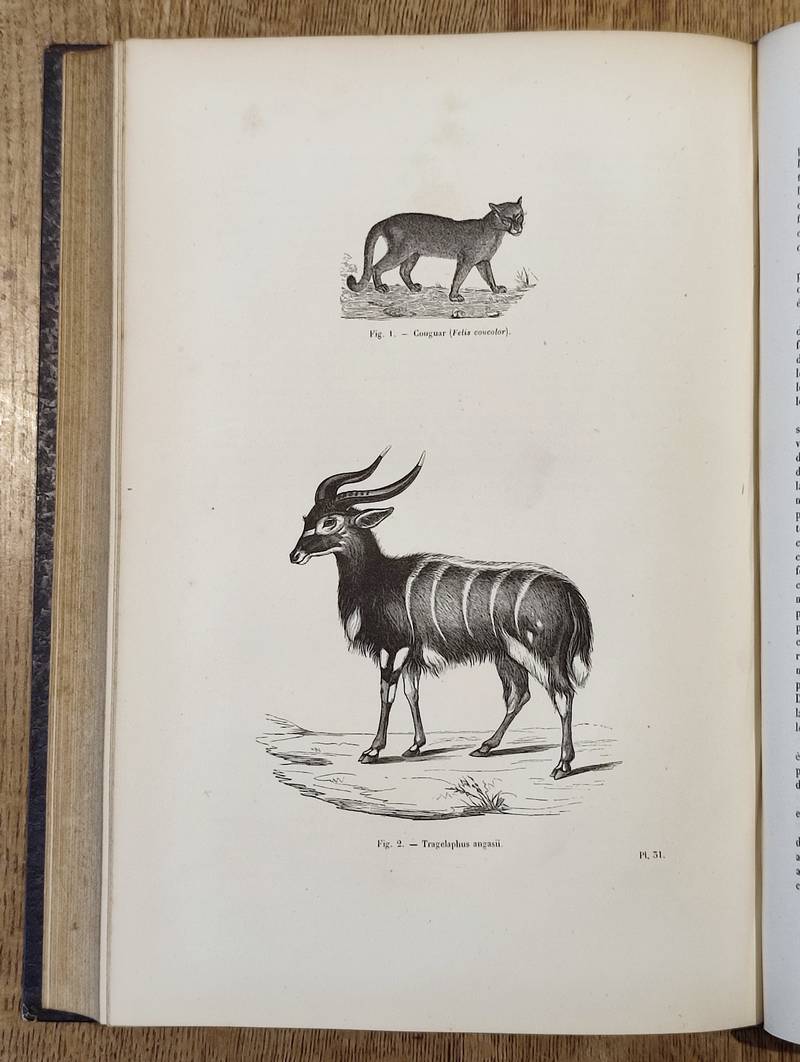 Carnassiers (2 volumes). Encyclopédie d'Histoire naturelle ou traité complet de Science d'après les travaux des naturalistes... Buffon, d'Aubenton, Lacépède, Cuvier, Geoffroy Saint-Hilaire
