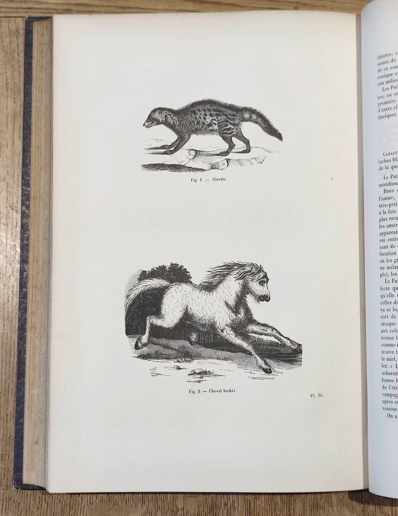 Carnassiers (2 volumes). Encyclopédie d'Histoire naturelle ou traité complet de Science d'après les travaux des naturalistes... Buffon, d'Aubenton,...