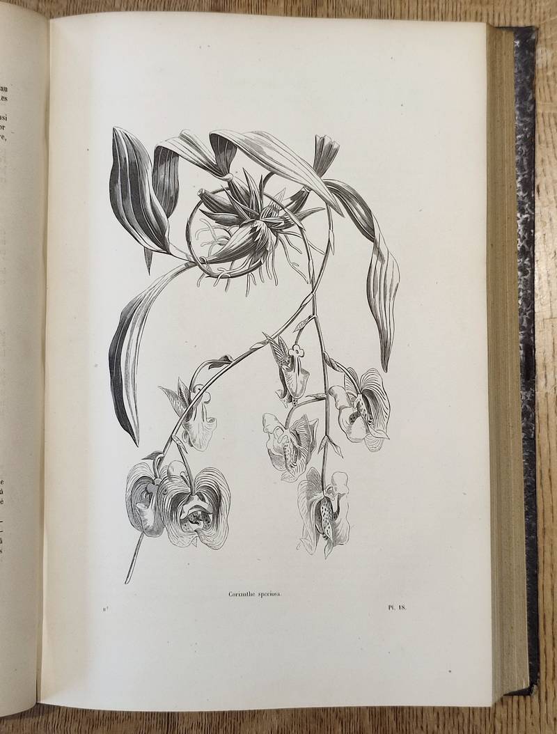 Botanique (2 volumes). Encyclopédie d'Histoire naturelle ou traité complet de Science d'après les travaux des naturalistes... Buffon, d'Aubenton, Lacépède, Cuvier, Geoffroy Saint-Hilaire