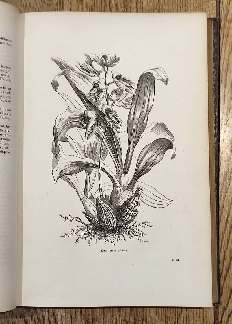Botanique (2 volumes). Encyclopédie d'Histoire naturelle ou traité complet de Science d'après les travaux des naturalistes... Buffon, d'Aubenton,...