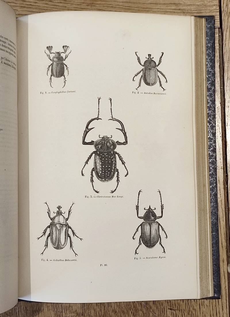 Coléoptères (2 volumes). Encyclopédie d'Histoire naturelle ou traité complet de Science d'après les travaux des naturalistes... Buffon, d'Aubenton, Lacépède, Cuvier, Geoffroy Saint-Hilaire