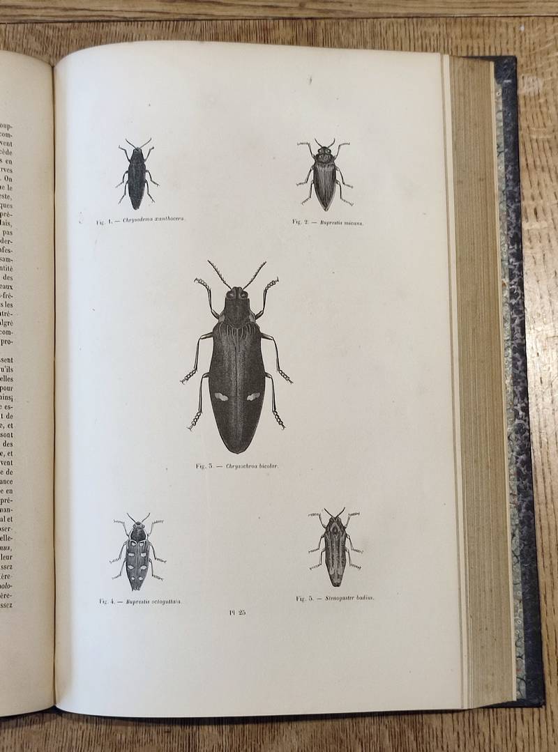 Coléoptères (2 volumes). Encyclopédie d'Histoire naturelle ou traité complet de Science d'après les travaux des naturalistes... Buffon, d'Aubenton, Lacépède, Cuvier, Geoffroy Saint-Hilaire