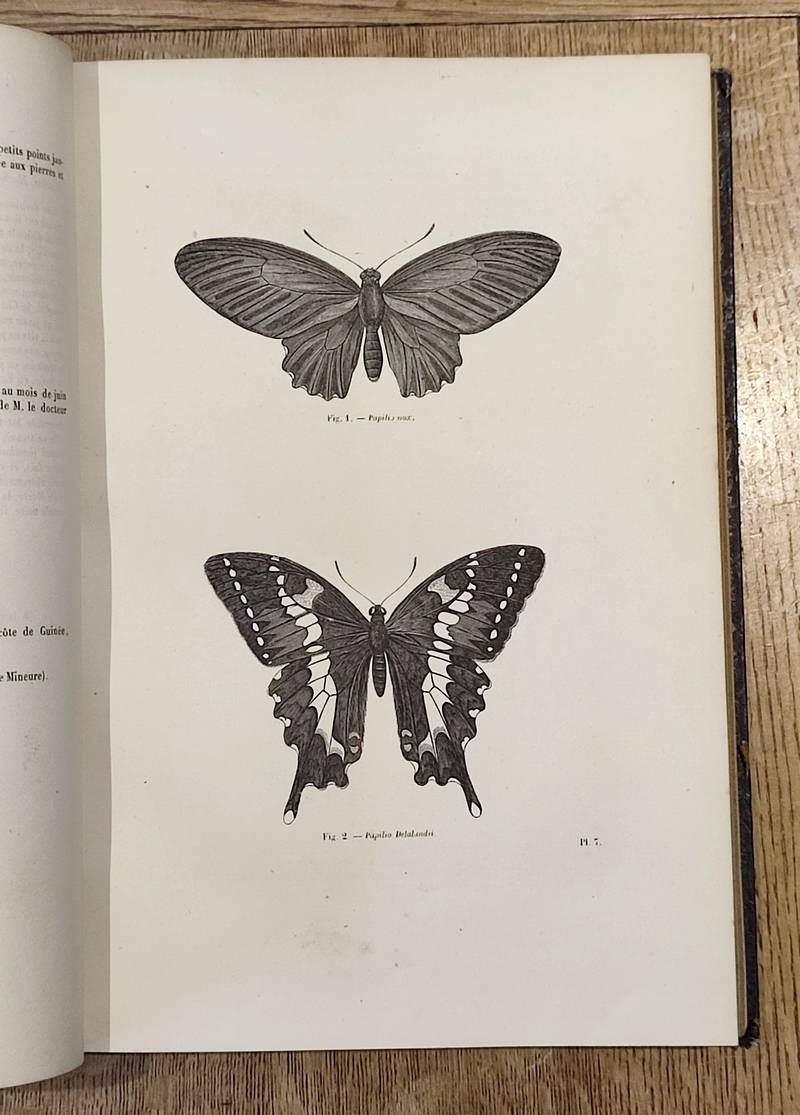 Papillons (insectes lépidoptères - Diurnes et crépusculaires). Encyclopédie d'Histoire naturelle ou traité complet de Science d'après les travaux des naturalistes... Buffon, d'Aubenton, Lacépède, Cuvier, Geoffroy Saint-Hilaire