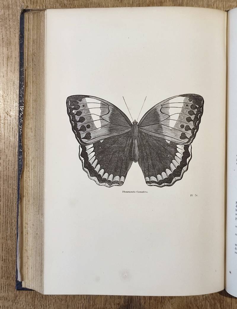 Papillons (insectes lépidoptères - Diurnes et crépusculaires). Encyclopédie d'Histoire naturelle ou traité complet de Science d'après les travaux des naturalistes... Buffon, d'Aubenton, Lacépède, Cuvier, Geoffroy Saint-Hilaire