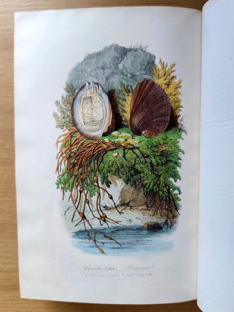 Le jardin des plantes, description complète, historique et pittoresque du Muséum d'histoire naturelle, de la ménagerie, des serres, des galeries de minéralogie et d'anatomie et de la vallée Suisse (complet en 2 vol. in 4)