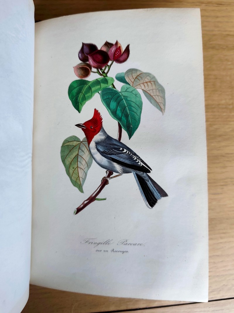 Le jardin des plantes, description complète, historique et pittoresque du Muséum d'histoire naturelle, de la ménagerie, des serres, des galeries de minéralogie et d'anatomie et de la vallée Suisse (complet en 2 vol. in 4)