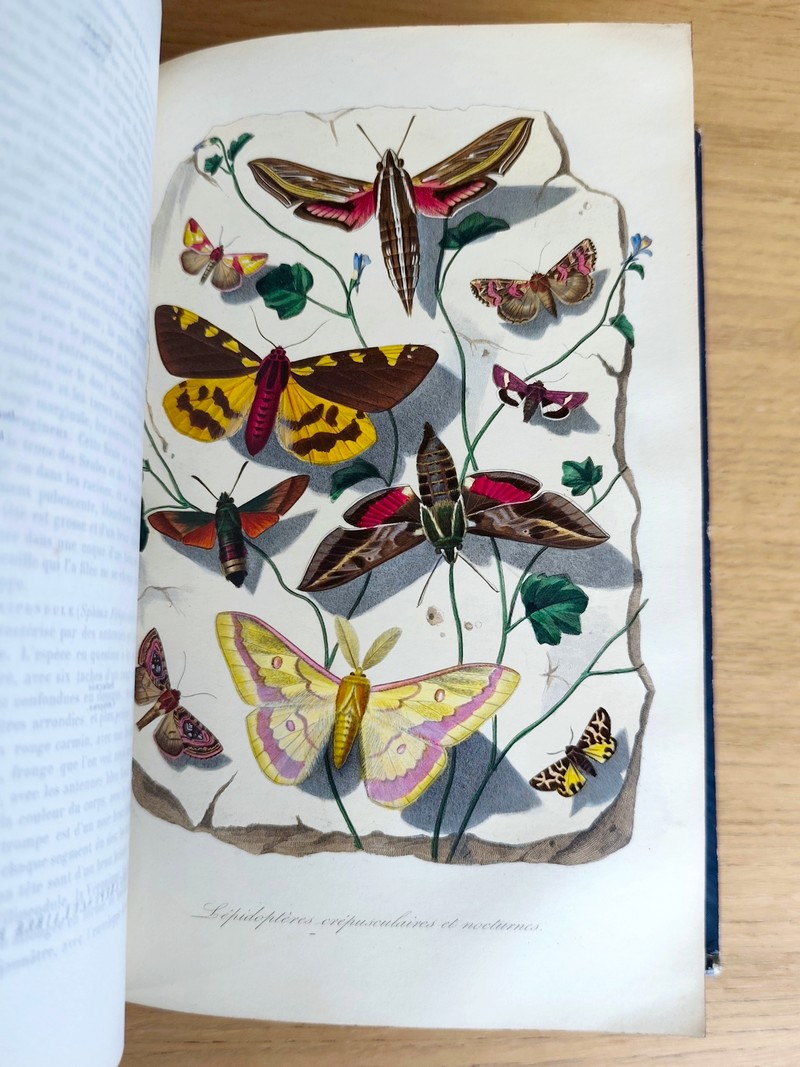 Le jardin des plantes, description complète, historique et pittoresque du Muséum d'histoire naturelle, de la ménagerie, des serres, des galeries de minéralogie et d'anatomie et de la vallée Suisse (complet en 2 vol. in 4)