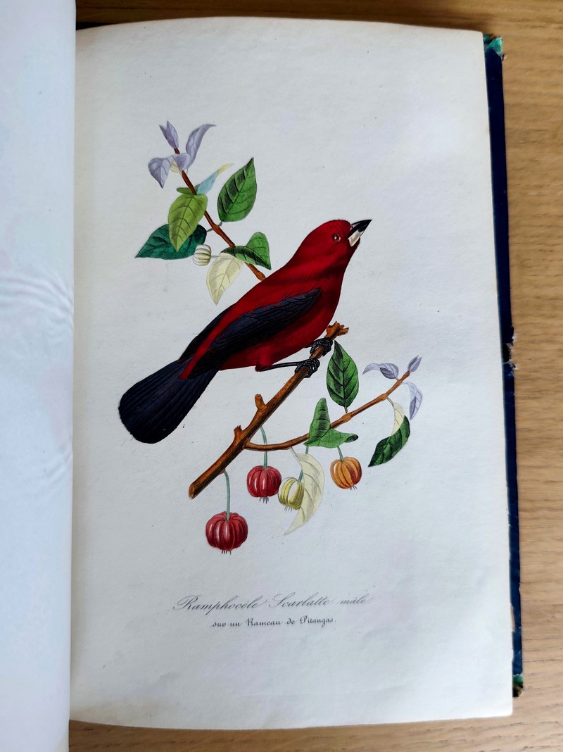 Le jardin des plantes, description complète, historique et pittoresque du Muséum d'histoire naturelle, de la ménagerie, des serres, des galeries de minéralogie et d'anatomie et de la vallée Suisse (complet en 2 vol. in 4)