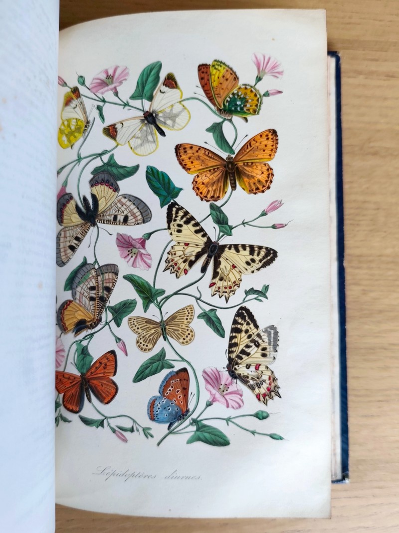 Le jardin des plantes, description complète, historique et pittoresque du Muséum d'histoire naturelle, de la ménagerie, des serres, des galeries de minéralogie et d'anatomie et de la vallée Suisse (complet en 2 vol. in 4)