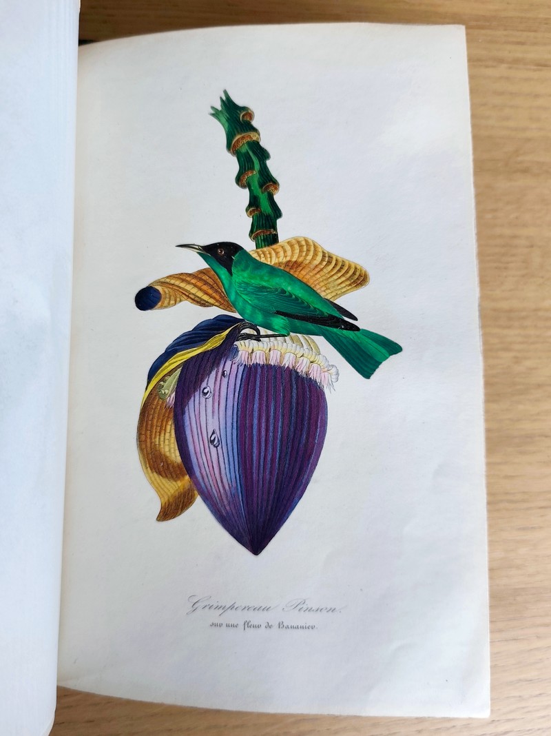 Le jardin des plantes, description complète, historique et pittoresque du Muséum d'histoire naturelle, de la ménagerie, des serres, des galeries de minéralogie et d'anatomie et de la vallée Suisse (complet en 2 vol. in 4)