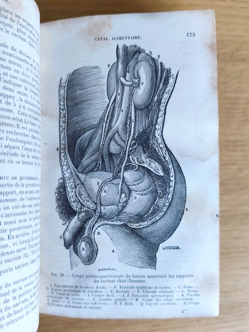 Anatomie descriptive et dissection (3 volumes) contenant un précis d'embryologie, la structure microscopique des organes et celle des tissus