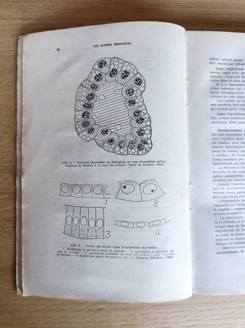 Les glandes endocrines. Embryologie - Histologie - Physiologie. Tome I Thyroïde - Parathyroïde - Pancréas endocrine