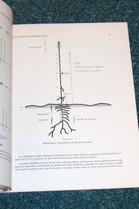 Polymorphisme et modes de reproduction dans la section des « Maximae » du genre « Panicum » (graminées) en Afrique