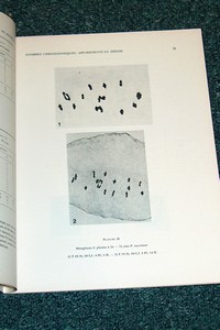 Polymorphisme et modes de reproduction dans la section des « Maximae » du genre « Panicum » (graminées) en Afrique