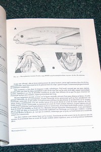 Anguilliformes du canal de Mozambique (Disces, Teleostei)